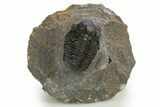 Detailed Gerastos Trilobite Fossil - Morocco #310564-1